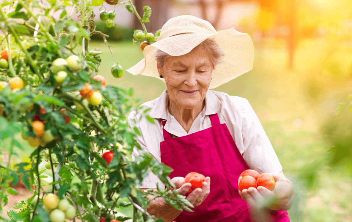 blog-Mutuelle-Just-bien-être_senior_tomate_jardinage