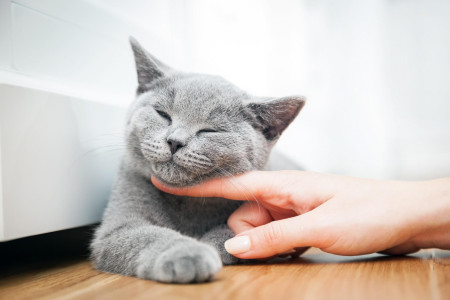 blog-Mutuelle-Just-bien-etre_animal_compagnie_chat_gris